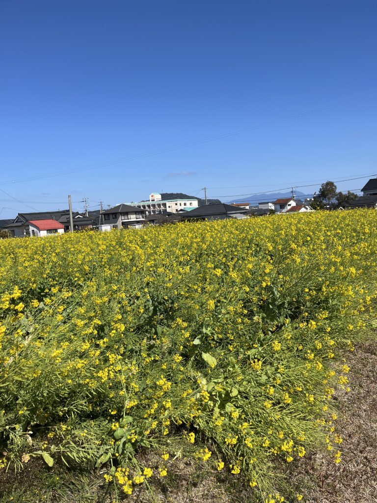 指宿 菜の花